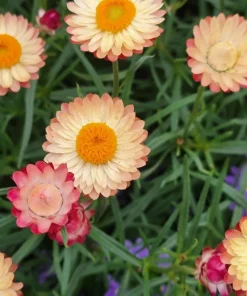 Apricot Peach Strawflower Seeds - Organic Mix - 100 Seeds - Coral Pink Apricot Blooms - Image 6
