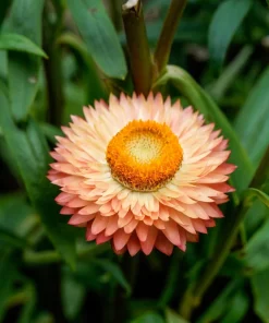 Apricot Peach Strawflower Seeds - Organic Mix - 100 Seeds - Coral Pink Apricot Blooms - Image 7