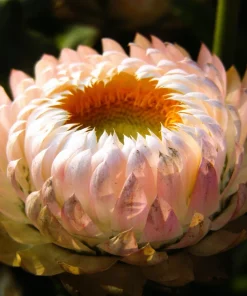 Apricot Peach Strawflower Seeds - Organic Mix - 100 Seeds - Coral Pink Apricot Blooms - Image 8