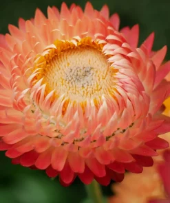 Apricot Peach Strawflower Seeds - Organic Mix - 100 Seeds - Coral Pink Apricot Blooms - Image 9