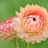 Apricot Peach Strawflower Seeds - Organic Mix - 100 Seeds - Coral Pink Apricot Blooms - Image 1