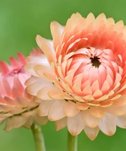 Apricot Peach Strawflower Seeds - Organic Mix - 100 Seeds - Coral Pink Apricot Blooms - Image 1
