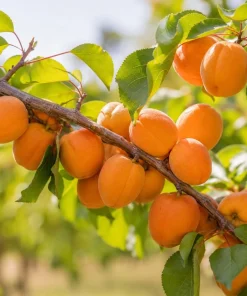Apricot Tree Bare Roots - 3 Pack, 1-2 ft Tall, Gold Red Sweet Fruit, Live Plant - Image 2