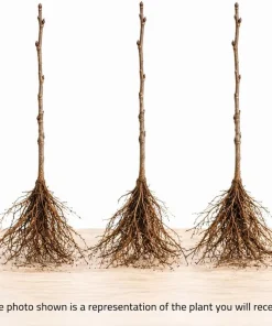 Apricot Tree Bare Roots - 3 Pack, 1-2 ft Tall, Gold Red Sweet Fruit, Live Plant - Image 3