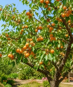 Apricot Tree Bare Roots - 3 Pack, 1-2 ft Tall, Gold Red Sweet Fruit, Live Plant - Image 4