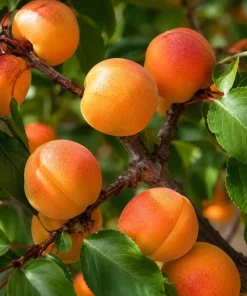 Apricot Tree Bare Roots - 3 Pack, 1-2 ft Tall, Gold Red Sweet Fruit, Live Plant - Image 7