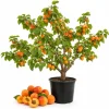 Apricot Tree Bare Roots - 3 Pack, 1-2 ft Tall, Gold Red Sweet Fruit, Live Plant - Image 1