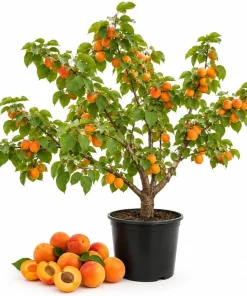 Apricot Tree Bare Roots - 3 Pack, 1-2 ft Tall, Gold Red Sweet Fruit, Live Plant - Image 1