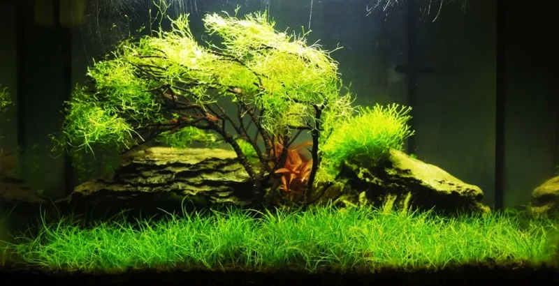 Aquarium Plant Seeds - Fish Tank Water Grass Ground Covering Seeds - Image 2
