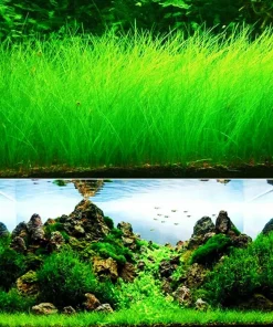 Aquarium Plant Seeds - Fish Tank Water Grass Ground Covering Seeds - Image 3