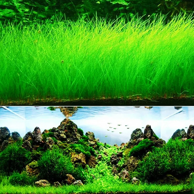 Aquarium Plant Seeds - Fish Tank Water Grass Ground Covering Seeds - Image 3