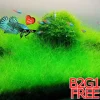 Aquarium Plant Seeds - Fish Tank Water Grass Ground Covering Seeds - Image 1