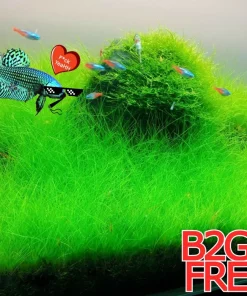 Aquarium Plant Seeds - Fish Tank Water Grass Ground Covering Seeds - Image 1