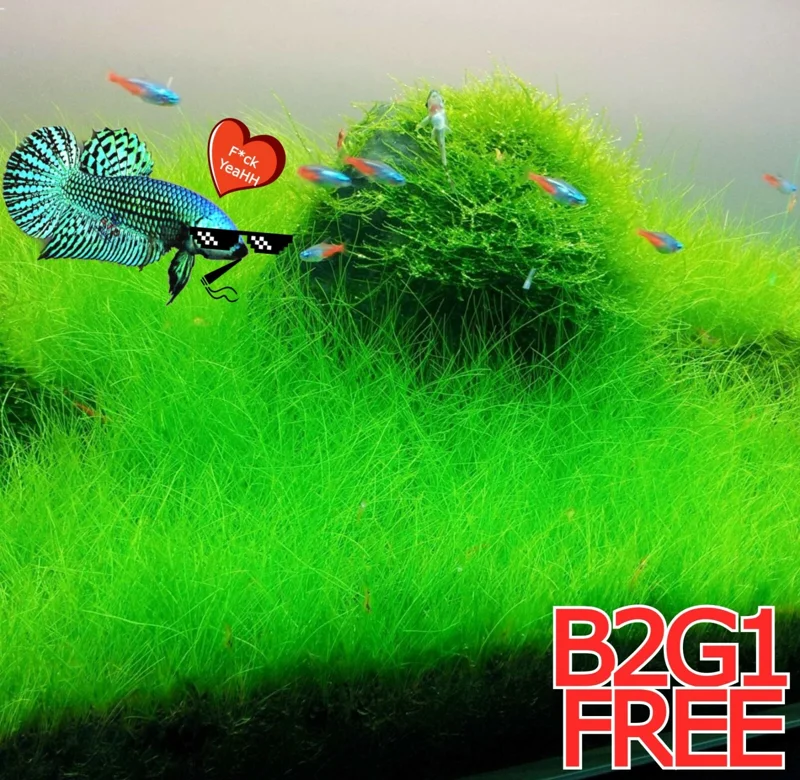 Aquarium Plant Seeds - Fish Tank Water Grass Ground Covering Seeds - Image 1