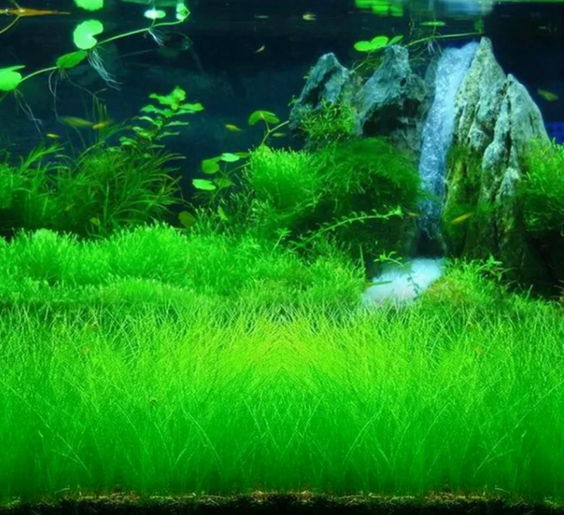 Aquarium Plant Seeds - Fish Tank Water Grass Ground Covering Seeds - Image 6