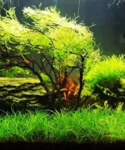 Aquarium Plant Seeds - Live Fish Tank Water Grass Ground Covering Seeds - Image 2