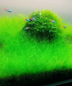 Aquarium Plant Seeds - Live Fish Tank Water Grass Ground Covering Seeds - Image 4