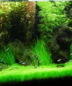 Aquarium Plant Seeds - Live Fish Tank Water Grass Ground Covering Seeds - Image 5