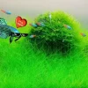 Aquarium Plant Seeds - Live Fish Tank Water Grass Ground Covering Seeds - Image 1