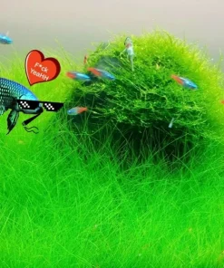 Aquarium Plant Seeds - Live Fish Tank Water Grass Ground Covering Seeds - Image 1
