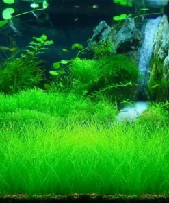 Aquarium Plant Seeds - Live Fish Tank Water Grass Ground Covering Seeds - Image 6