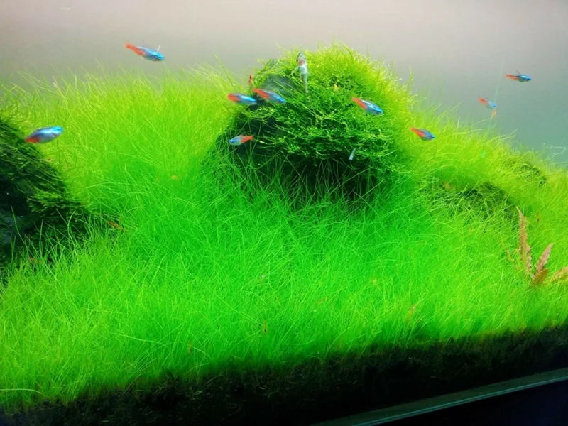Aquarium Plant Seeds - Water Grass Ground Covering for Fish Tank - 5000 Seeds - Image 4
