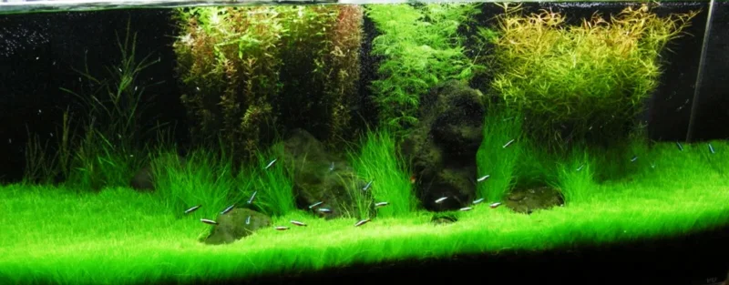 Aquarium Plant Seeds - Water Grass Ground Covering for Fish Tank - 5000 Seeds - Image 5