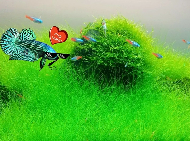 Aquarium Plant Seeds - Water Grass Ground Covering for Fish Tank - 5000 Seeds - Image 1