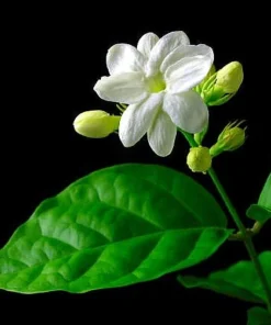 Arabian Jasmine Maid of Orleans Live Plant – 4" Pot – Fragrant Indoor/Outdoor - Image 2