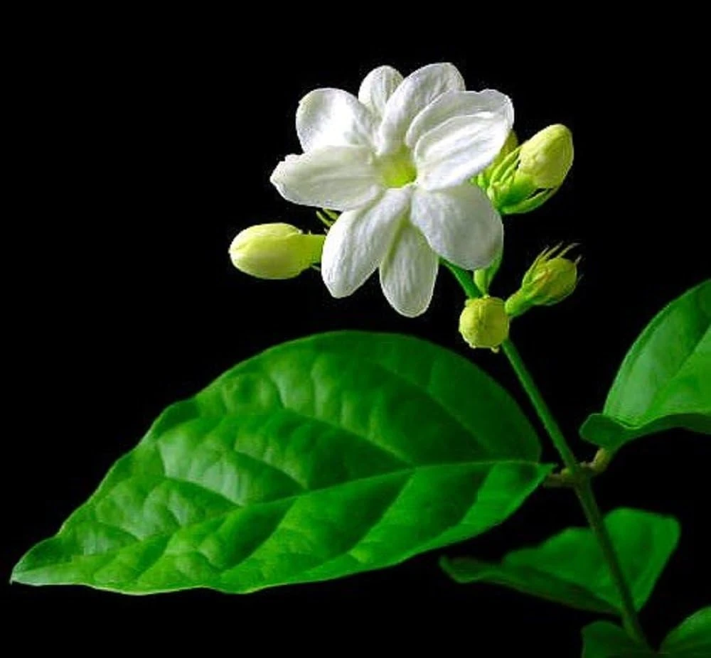 Arabian Jasmine Maid of Orleans Live Plant – 4" Pot – Fragrant Indoor/Outdoor - Image 2