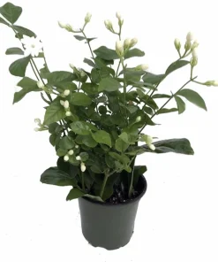 Arabian Jasmine Maid of Orleans Live Plant – 4