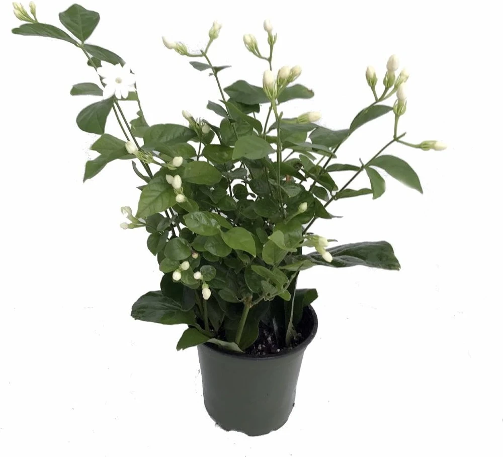 Arabian Jasmine Maid of Orleans Live Plant – 4" Pot – Fragrant Indoor/Outdoor - Image 4