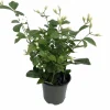 Arabian Jasmine Maid of Orleans Live Plant – 4" Pot – Fragrant Indoor/Outdoor - Image 1