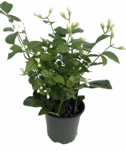 Arabian Jasmine Maid of Orleans Live Plant – 4