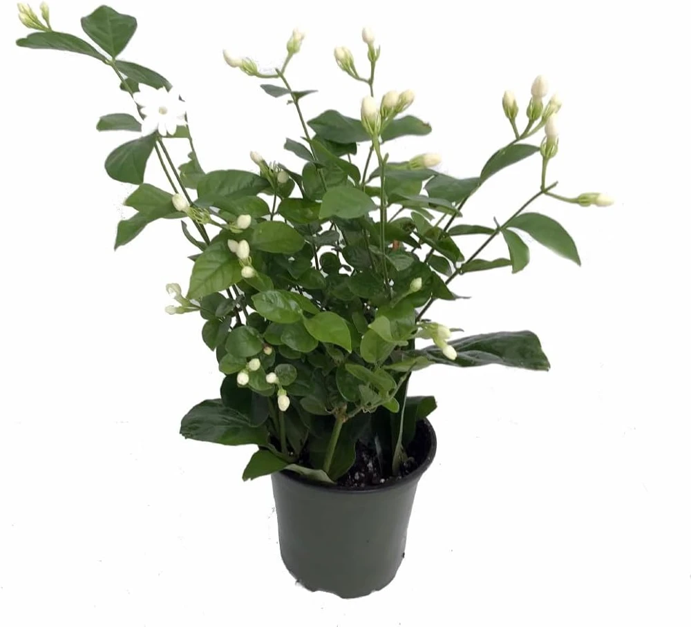 Arabian Jasmine Maid of Orleans Live Plant – 4" Pot – Fragrant Indoor/Outdoor - Image 1