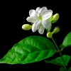 Arabian Tea Jasmine Plant - Maid of Orleans - Live Plant - 6 inch Pot - Image 1