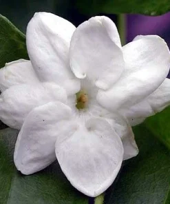 Arabian Tea Jasmine Plant Maid of Orleans - Live Potted Houseplant - 4 Inch Ceramic Pot - Image 2