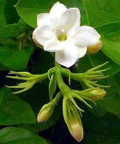 Arabian Tea Jasmine Plant Maid of Orleans - Live Potted Houseplant - 4 Inch Ceramic Pot - Image 3