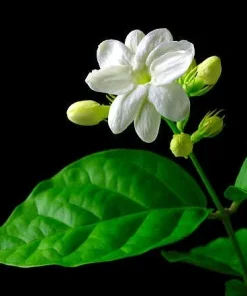 Arabian Tea Jasmine Plant Maid of Orleans - Live Potted Houseplant - 4 Inch Ceramic Pot - Image 4