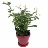 Arabian Tea Jasmine Plant Maid of Orleans - Live Potted Houseplant - 4 Inch Ceramic Pot - Image 1