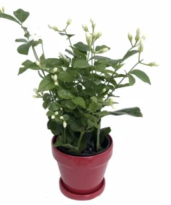 Arabian Tea Jasmine Plant Maid of Orleans - Live Potted Houseplant - 4 Inch Ceramic Pot - Image 1
