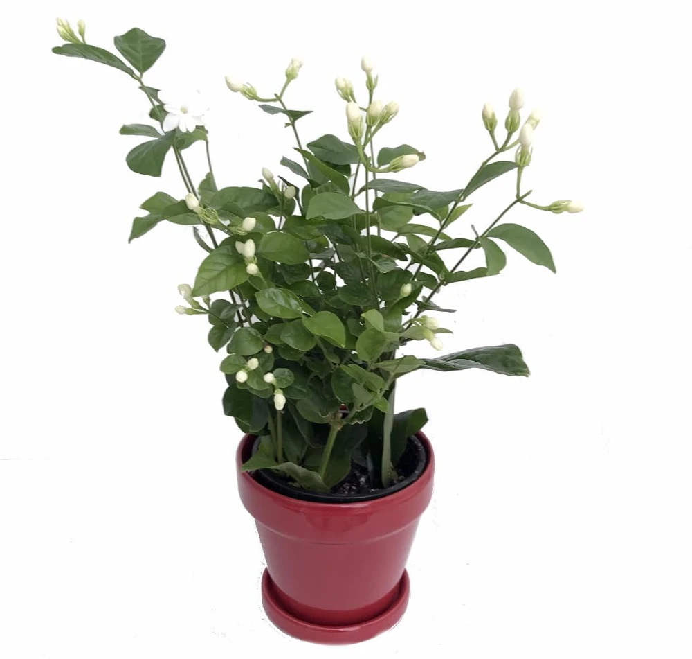 Arabian Tea Jasmine Plant Maid of Orleans - Live Potted Houseplant - 4 Inch Ceramic Pot - Image 1