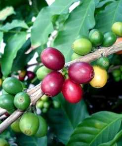 Arabica Coffee Bean Live Plant - 2 Pack 3