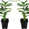 Arabica Coffee Bean Live Plant - 2 Pack 3" Pots - Indoor Tropical Houseplant - Image 1