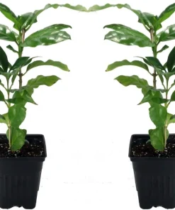 Arabica Coffee Bean Live Plant - 2 Pack 3