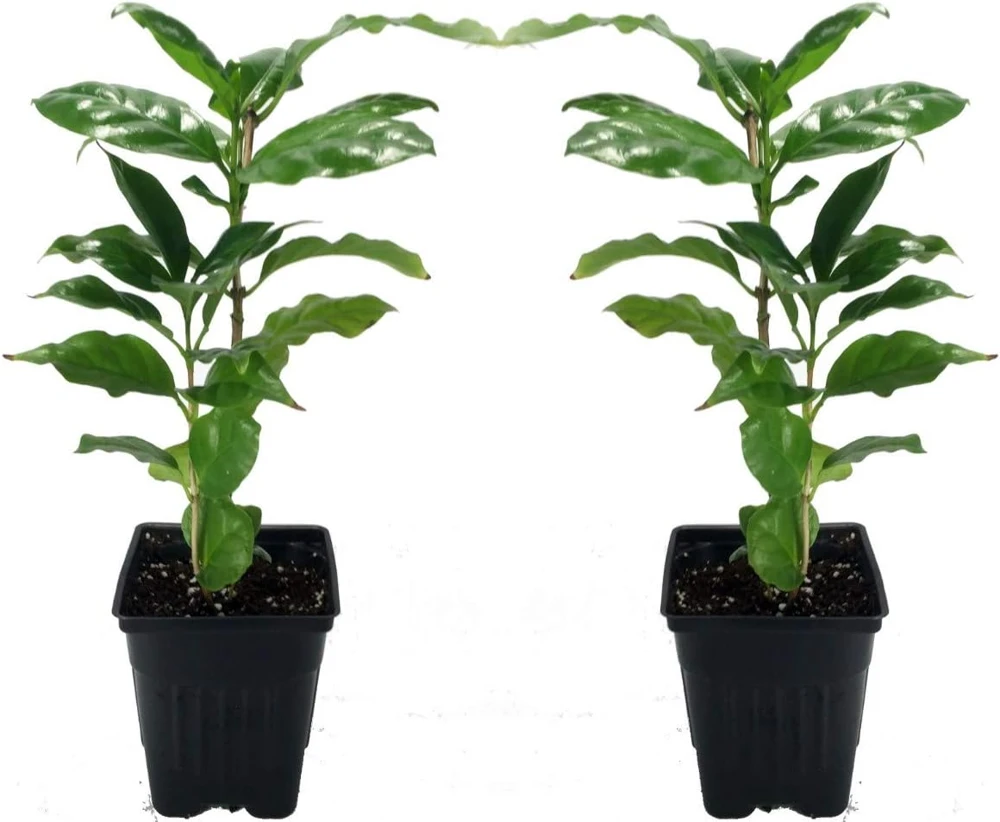 Arabica Coffee Bean Live Plant - 2 Pack 3" Pots - Indoor Tropical Houseplant - Image 1