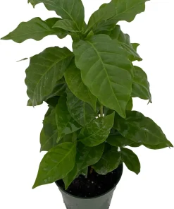 Arabica Coffee Plant - Live Plant - 4 Inch Pot - Grow Your Own Coffee - Image 2