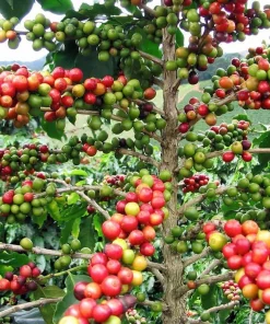 Arabica Coffee Plant - Live Plant - 4 Inch Pot - Grow Your Own Coffee - Image 3