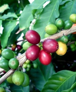 Arabica Coffee Plant - Live Plant - 4 Inch Pot - Grow Your Own Coffee - Image 5