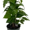 Arabica Coffee Plant - Live Plant - 4 Inch Pot - Grow Your Own Coffee - Image 1